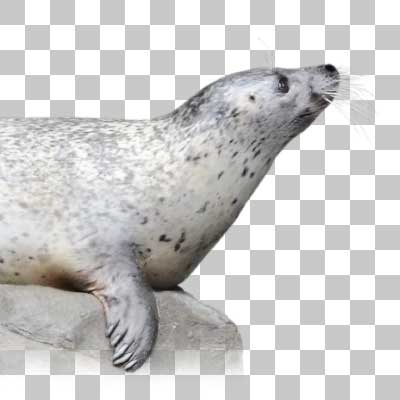 ゴマフアザラシ Spotted Seal