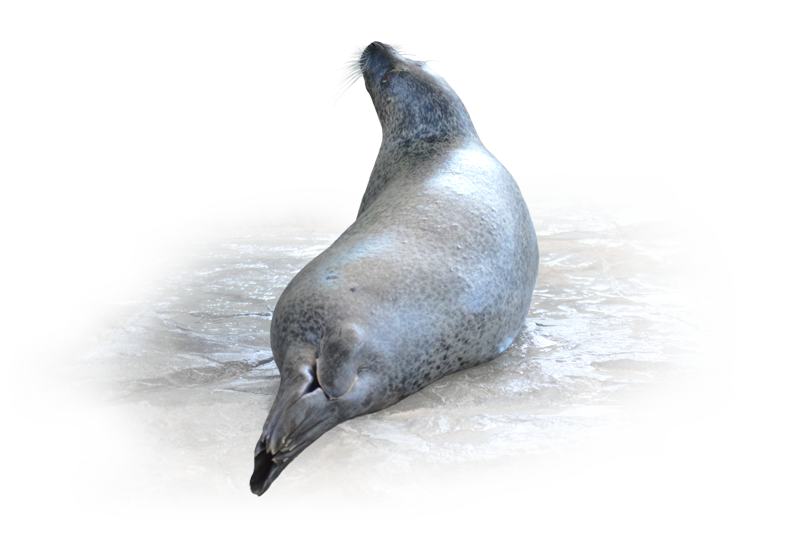ゴマフアザラシ Spotted Seal