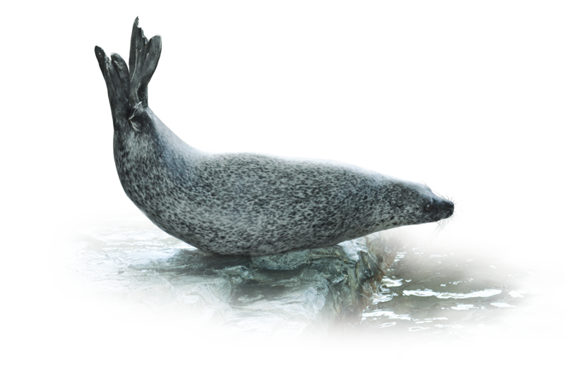 ゴマフアザラシ Spotted Seal