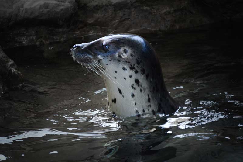 ゴマフアザラシ Spotted Seal