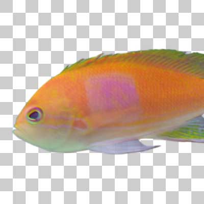 スミレナガハナダイ Squarespot anthias