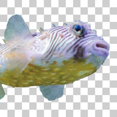 ストライプバーフィッシュ Striped burrfish