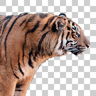 スマトラトラ Sumatran Tiger