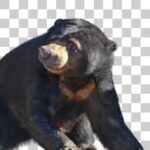 明るい胸の模様が「太陽の熊（Sun bear）」英名の由来