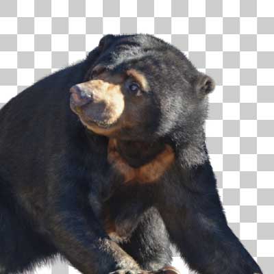 マレーグマ Sun bear