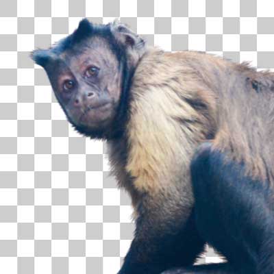 フサオマキザル Tufted capuchin