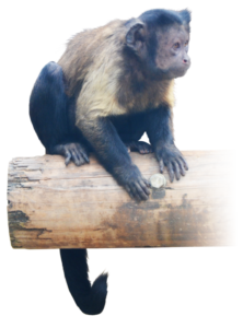 フサオマキザルは石を使ってナッツを割ります