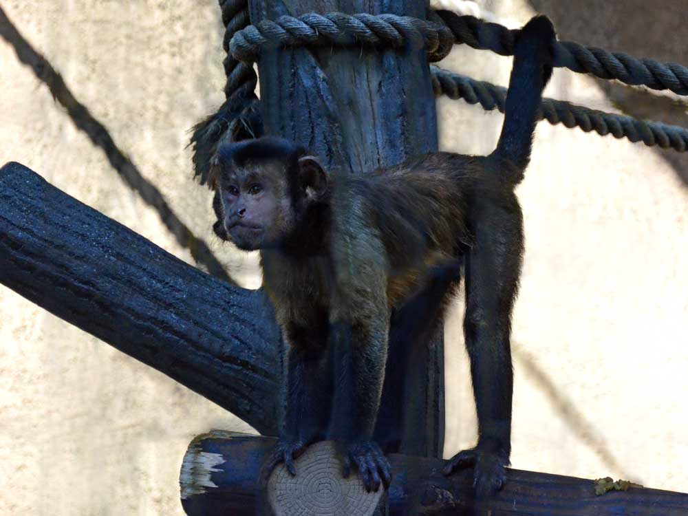 野毛山動物園のフサオマキザル