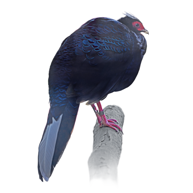 ベトナムキジと呼ばれた変異型