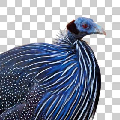 フサホロホロチョウ Vulturine Guineafowl