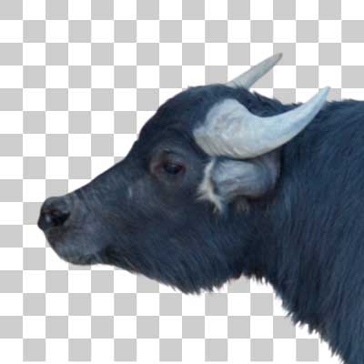 スイギュウ Water buffalo