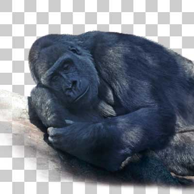 ニシゴリラ Western gorilla