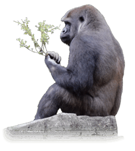 上野恩賜動物公園のニシゴリラ