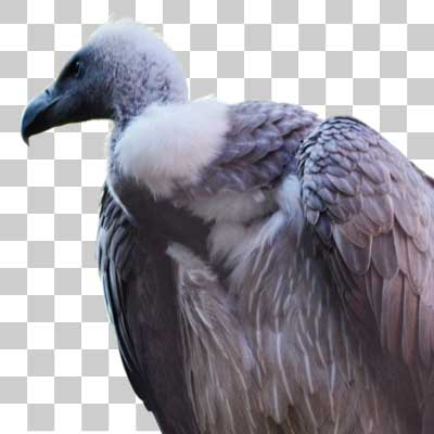 コシジロハゲワシ White-backed vulture