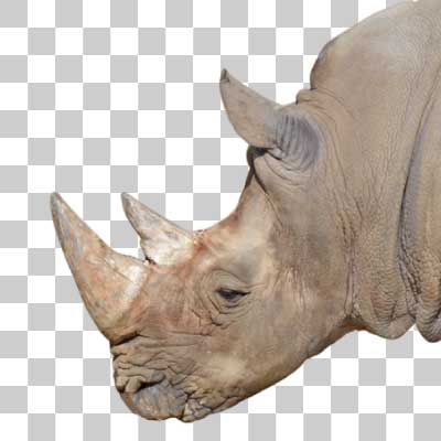 シロサイ White rhinoceros