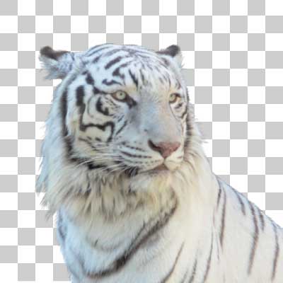 ホワイトタイガー White tiger