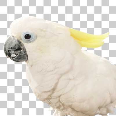 キバタン Sulphur-crested cockatoo