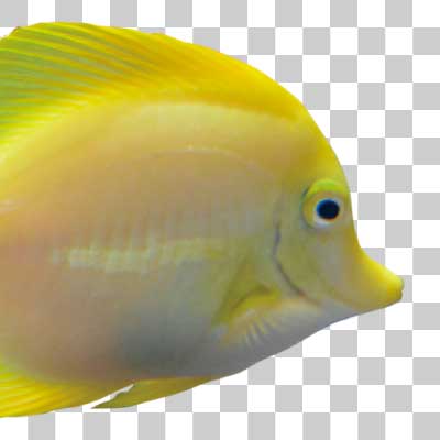 キイロハギ Yellow tang