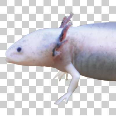 メキシコサンショウウオ Axolotl