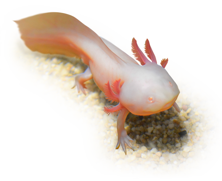 しながわ水族館のメキシコサンショウウオ