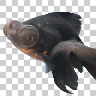 黒出目金 Black telescope goldfish