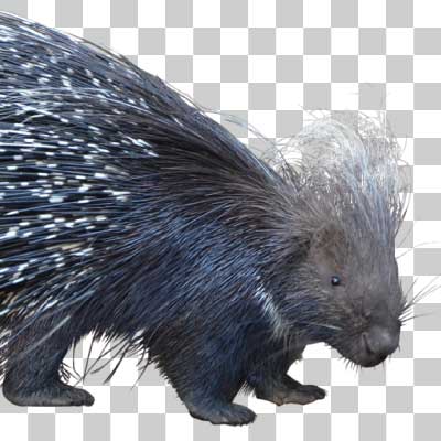 アフリカタテガミヤマアラシ Crested porcupine