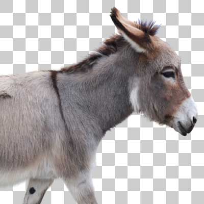 ロバ Donkey