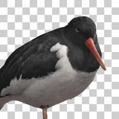 ミヤコドリ Eurasian Oystercatcher