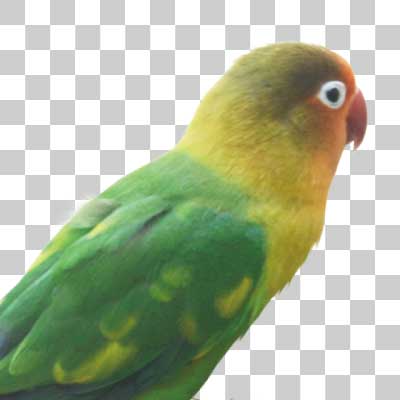 ルリゴシボタンインコ Fischer’s Lovebird