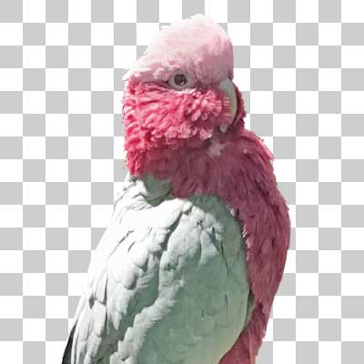 モモイロインコ Galah