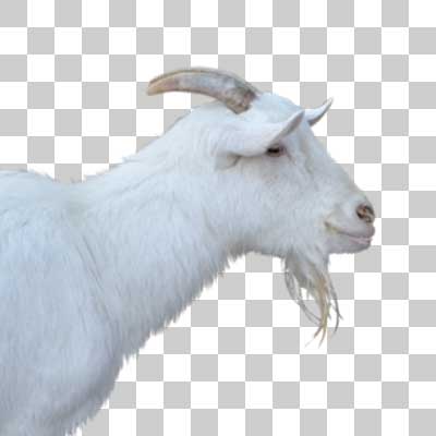 ヤギ Goat