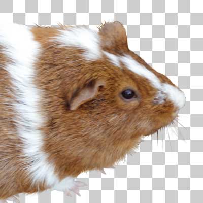 モルモット Guinea pig