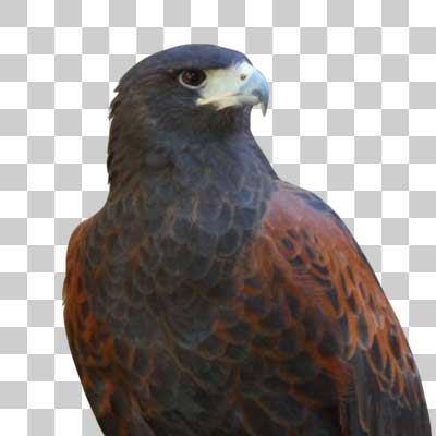 モモアカノスリ Harris’s hawk