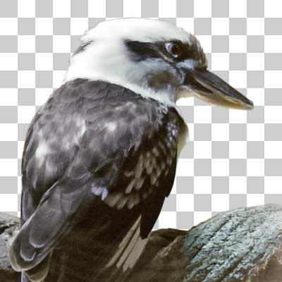 ワライカワセミ Laughing kookaburra