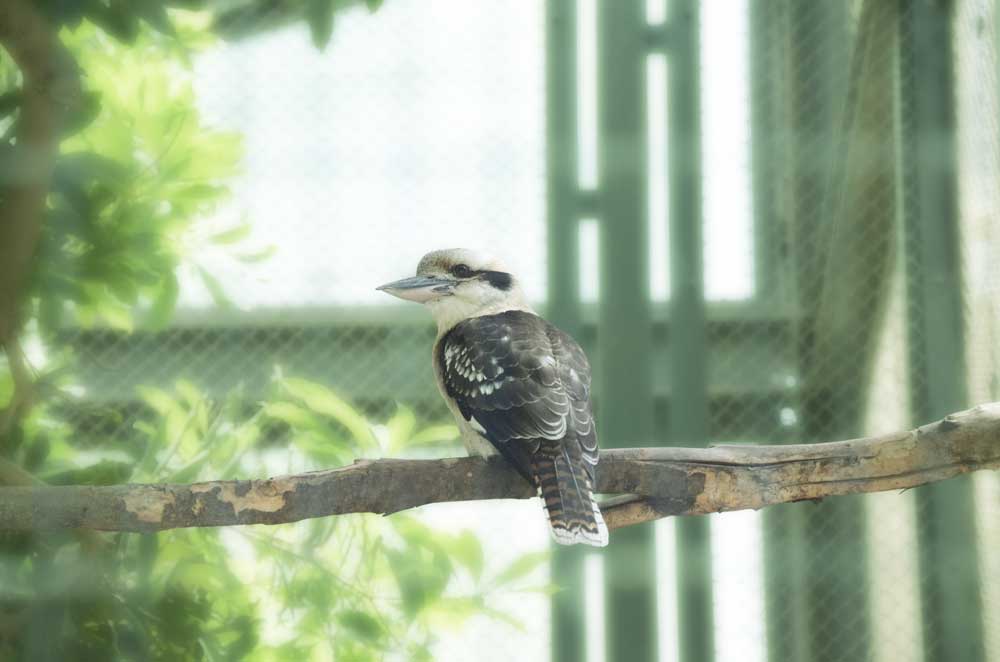 江戸川区自然動物園のワライカワセミ