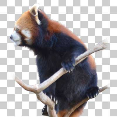 レッサーパンダ Lesser panda