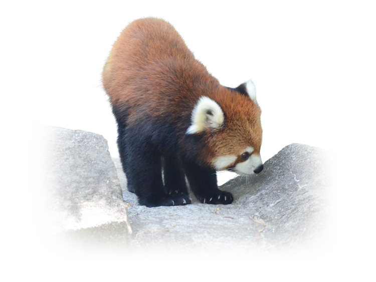 江戸川区自然動物園のレッサーパンダ