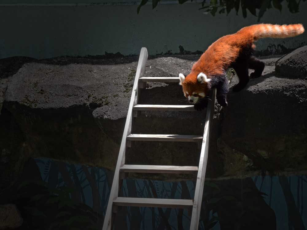 動き回るレッサーパンダ