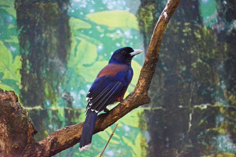 ルリカケス Lidth’s Jay