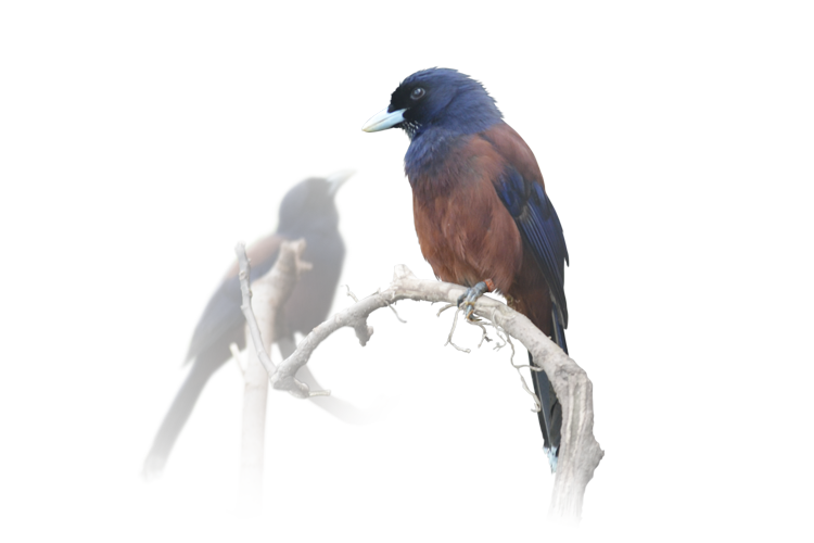 ルリカケス Lidth’s Jay