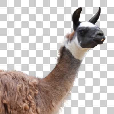 リャマ Llama