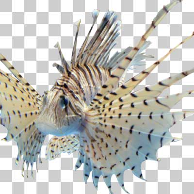 ミノカサゴ Luna lionfish