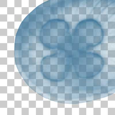 ミズクラゲ Moon jellyfish