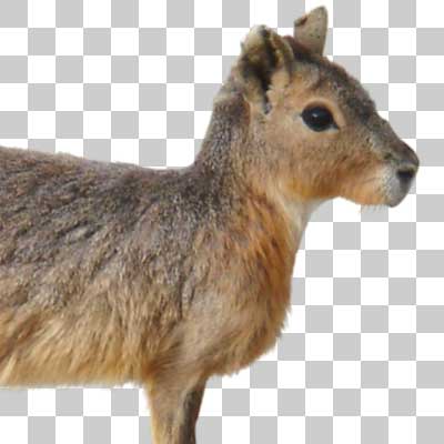 マーラ Patagonian mara