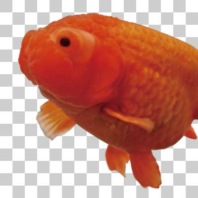 蘭鋳 Ranchu