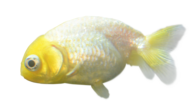 らんちゅう型の金魚