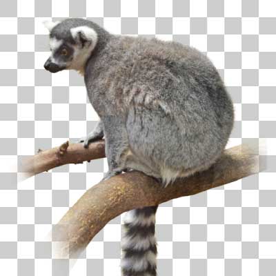 ワオキツネザル Ring-tailed lemur