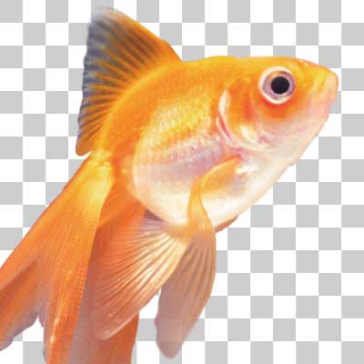 琉金 Fantail goldfish