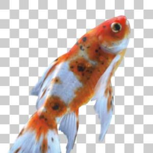 朱文金 Single tailed fancy goldfish