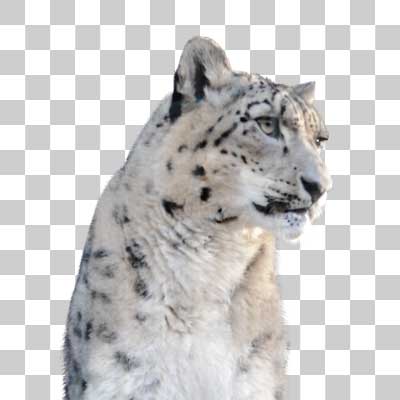 ユキヒョウ Snow leopard